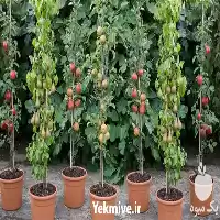 فروش نهال گلدانی در مشهد در گروه خرید و فروش نهال در یکمیوه