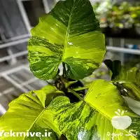 دوره آموزشی پرورش تکثیر راه اندازی در تهران در گروه دوره آموزش کشاورزی در یکمیوه