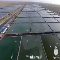 دوره آموزشی ویژه سرمایه گذران پرورش در تهران در گروه دوره آموزش کشاورزی در یکمیوه