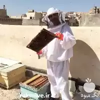 دوره آموزشی پرورش تکثیر کلنی زنبور در گروه دوره آموزش کشاورزی در یکمیوه