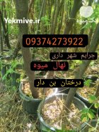 عرضه مستقیم درختان زینتی جرایم شهرداری در تهران در گروه خرید و فروش گیاهان زینتی در یکمیوه