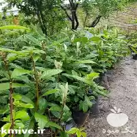 قیمت خرید عرضه نهال ازگیل واریته در ساری در گروه خرید و فروش میوه خشک در یکمیوه