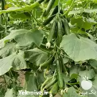 فروش عرضه بذر خیار سبا در گروه خرید و فروش بذر خیار در یکمیوه