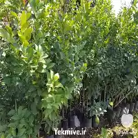 فروش نهال لیمو ترش تغند سه در ساری در گروه خرید و فروش لیمو ترش در یکمیوه