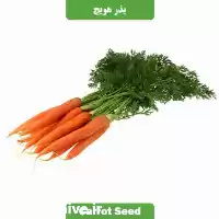 قیمت خرید و قیمت بذر هویج در اهواز در گروه خرید و فروش بذر هویج در یکمیوه