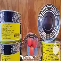 فروش عرضه بذر گوجه فرنگی افرا در گروه خرید و فروش بذر گوجه در یکمیوه