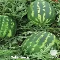 فروش بذر هندوانه سامانتا قیمت بذر در بوشهر در گروه خرید و فروش بذر هندوانه در یکمیوه