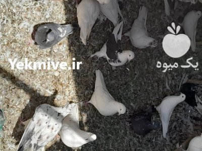 فروش دو تن کود کفتری خشک در تهران در گروه خرید و فروش کود کبوتر در یکمیوه -عکس1