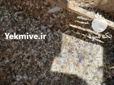 فروش دو تن کود کفتری خشک در تهران در گروه خرید و فروش کود کبوتر در یکمیوه -عکس2