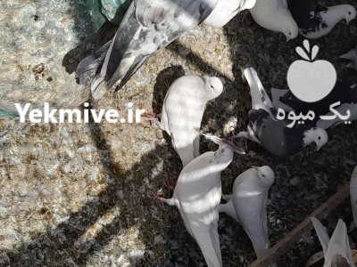 فروش دو تن کود کفتری خشک در تهران در گروه خرید و فروش کود کبوتر در یکمیوه -عکس4