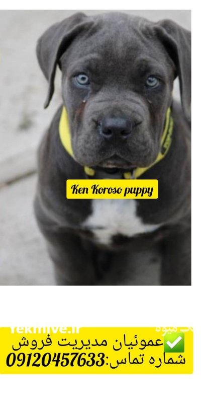فروش  توله سگ کن کورسو در گروه سگ و گربه در یکمیوه -عکس1