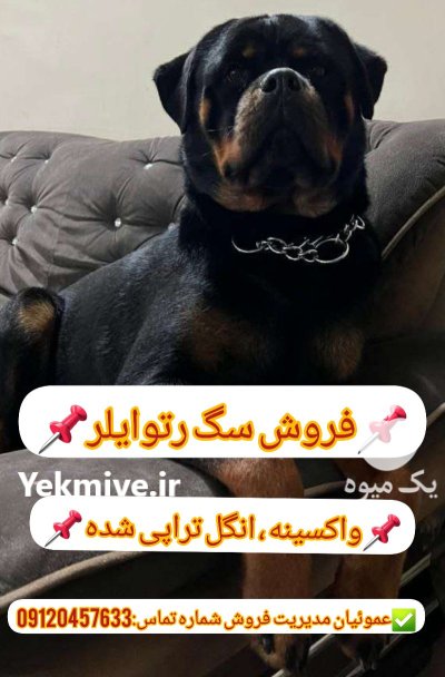 فروش سگ های رتوایلر پوزه دلقکی در گروه سگ و گربه در یکمیوه -عکس2