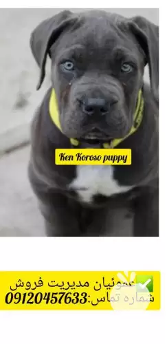 قیمت خرید سگ نژاد کن کورسو  در کرج در گروه سگ و گربه در یکمیوه -عکس1