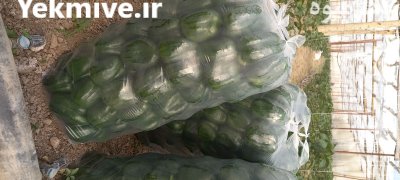 خیار و فلفل گلخانه ای اصفهان در فلاورجان در گروه خرید و فروش خیار در یکمیوه -عکس1