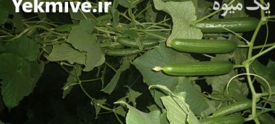 خیار و فلفل گلخانه ای اصفهان در فلاورجان در گروه خرید و فروش خیار در یکمیوه -عکس2