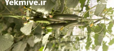 خیار و فلفل گلخانه ای اصفهان در فلاورجان در گروه خرید و فروش خیار در یکمیوه -عکس3