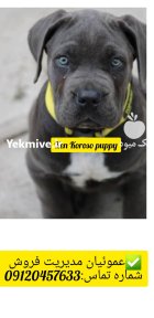 فروش  توله سگ کن کورسو در گروه سگ و گربه در یکمیوه