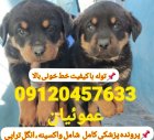 فروش سگ های رتوایلر پوزه دلقکی در گروه سگ و گربه در یکمیوه