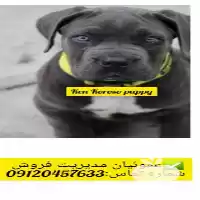 قیمت خرید سگ نژاد کن کورسو  در کرج در گروه سگ و گربه در یکمیوه