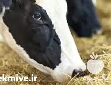 قیمت خرید انواع اسید آمینه در تهران در گروه دارو و داروخانه در یکمیوه -عکس1