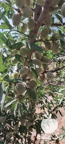 قیمت خرید نهال بادام از ارقام در گروه خرید و فروش نهال بادام در یکمیوه -عکس1