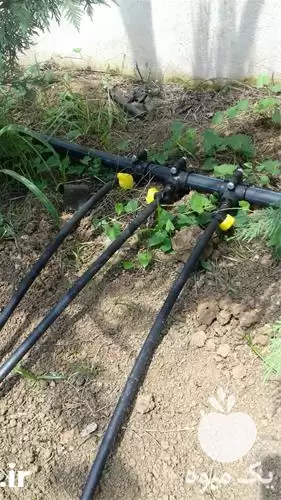 اجرای آبیاری بارانی در گروه خدمات باغبانی در یکمیوه -عکس1