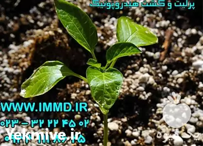 فروش پرلیت کشت هیدروپونیک در ساری در گروه خرید و فروش انواع کود کشاورزی در یکمیوه -عکس1