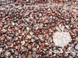 فروش بذر طبیعت سبز در گروه خرید و فروش انواع بذر در یکمیوه -عکس1