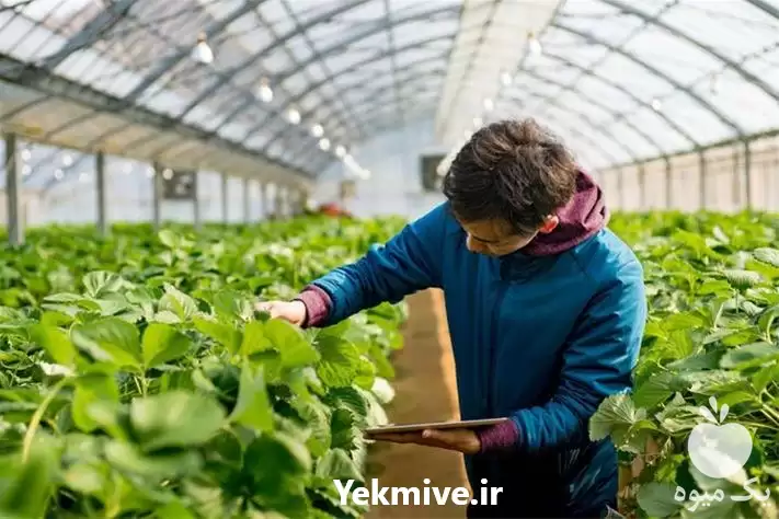 دوره آموزش گلخانه داری در اصفهان در گروه دوره آموزش کشاورزی در یکمیوه -عکس1