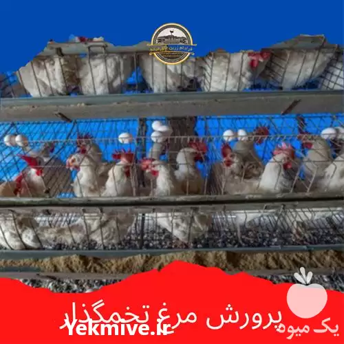 فروش مرغ تخمگذار در اصفهان در گروه مرغ و خروس و بوقلمون و اردک قو قاز در یکمیوه -عکس1