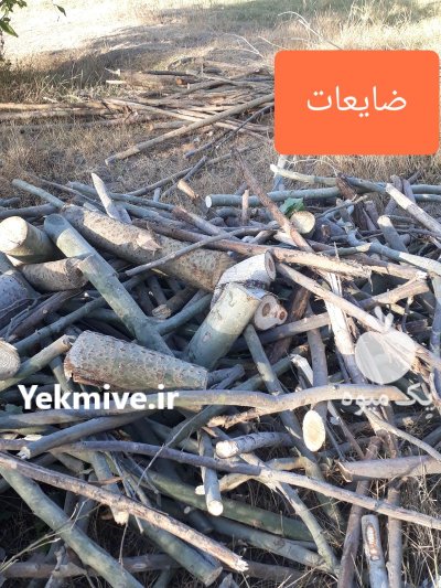 تولید پوشال چوب ضایعات چوب در همدان در گروه خرید و فروش ضایعات چوب در یکمیوه -عکس1