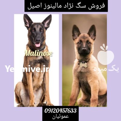 فروش مالینوز 50 روزه تا بالغ در گروه سگ و گربه در یکمیوه -عکس1