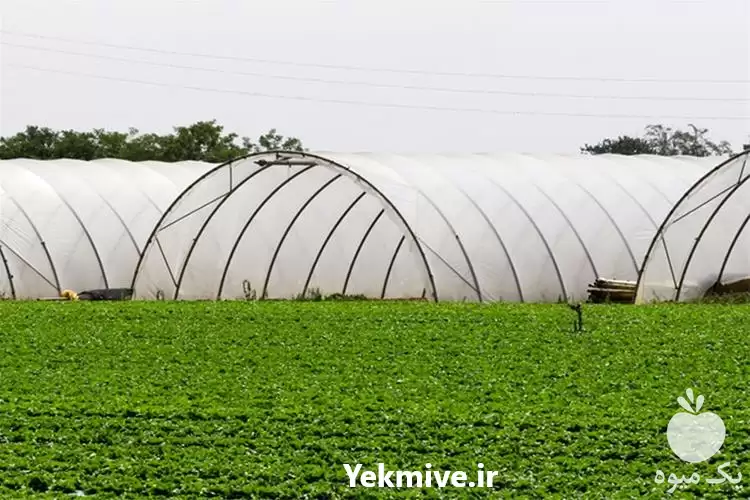 فروش مشاور اجرای سیستم آبیاری و استخرکشاور زی در گروه خرید و فروش دستگاه آبیاری در یکمیوه -عکس1