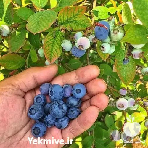 قیمت خرید نهال بلوبری در شیراز در گروه خرید و فروش نهال بلوبری در یکمیوه -عکس1