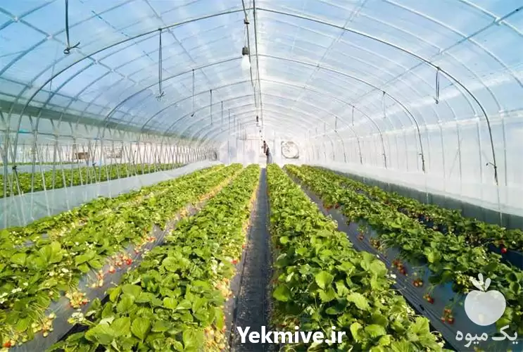 آموزش مدیریت گلخانه در گروه دوره آموزش کشاورزی در یکمیوه -عکس1