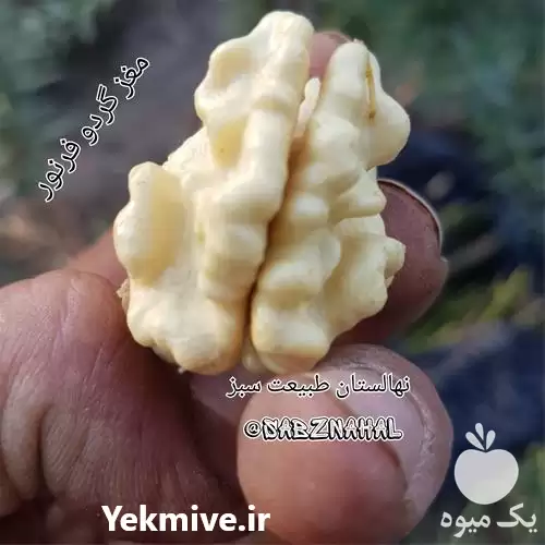 فروش نهال گردو پیوندی در گروه خرید و فروش نهال گردو در یکمیوه -عکس1