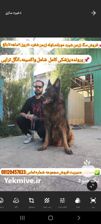 سگ و گربه در گروه سگ و گربه در یکمیوه -عکس1