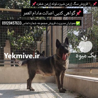 سگ و گربه در گروه سگ و گربه در یکمیوه -عکس2