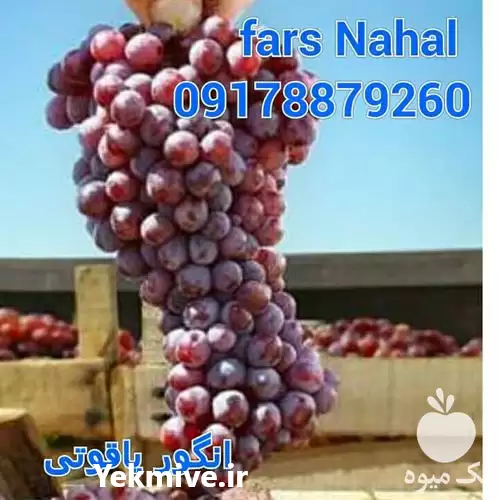 تولید و فروش نهال انگور یاقوتی در گروه خرید و فروش نهال انگور در یکمیوه -عکس1
