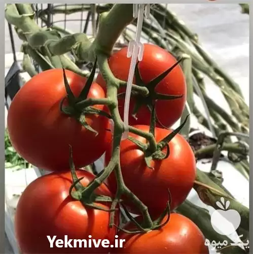 قیمت خرید قلاب نگهدارنده خوشه در گروه خرید و فروش تجهیزات گلخانه در یکمیوه -عکس1