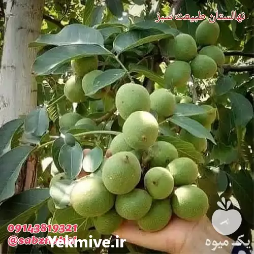 فروش نهال گردو پیوندی با کیفیت در ارومیه در گروه خرید و فروش نهال گردو در یکمیوه -عکس1