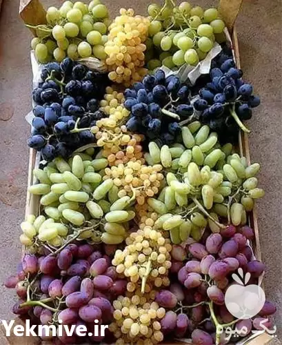 خرید و فروش نهال انگور در گروه خرید و فروش نهال انگور در یکمیوه -عکس1