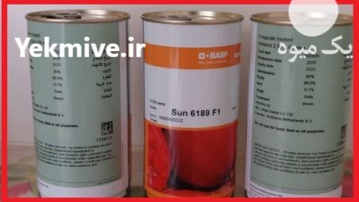 فروش بذر گوجه sun 6189 باسف در اهواز در گروه خرید و فروش بذر گوجه در یکمیوه -عکس1