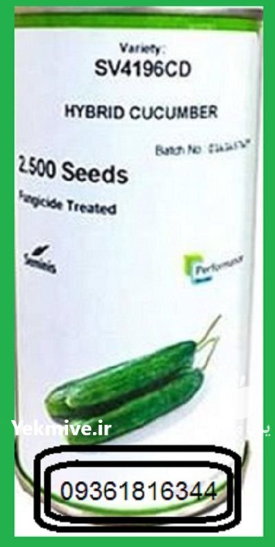 عرضه بذر خیار 4196 SV در اقبالیه در گروه خرید و فروش بذر خیار در یکمیوه -عکس1
