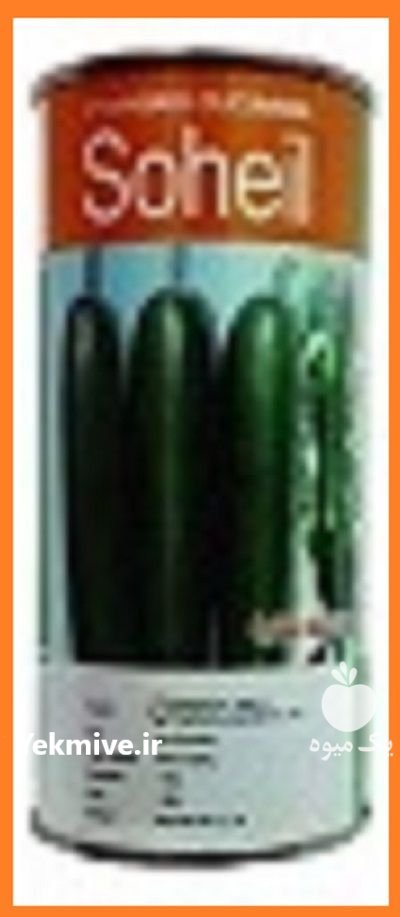 قیمت بذر خیار گلخانه ای سهیل در اوز در گروه خرید و فروش بذر خیار در یکمیوه -عکس1
