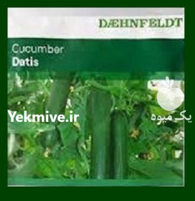 فروش بذر خیار داتیس در آب بر در گروه خرید و فروش بذر خیار در یکمیوه -عکس1