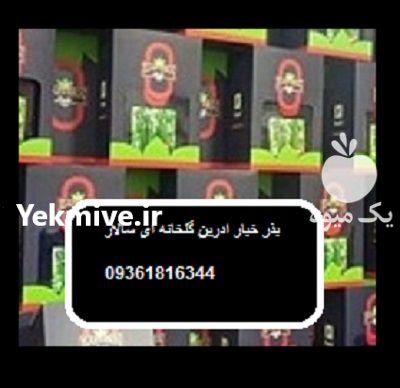 فروش بذر خیار گلخانه ای سالار در آبسرد در گروه خرید و فروش بذر خیار در یکمیوه -عکس1