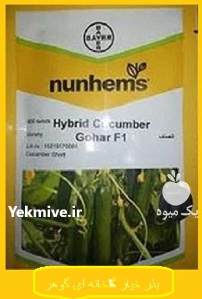 عرضه بذر خیار گلخانه ای گوهر در درجزین در گروه خرید و فروش بذر خیار در یکمیوه -عکس1