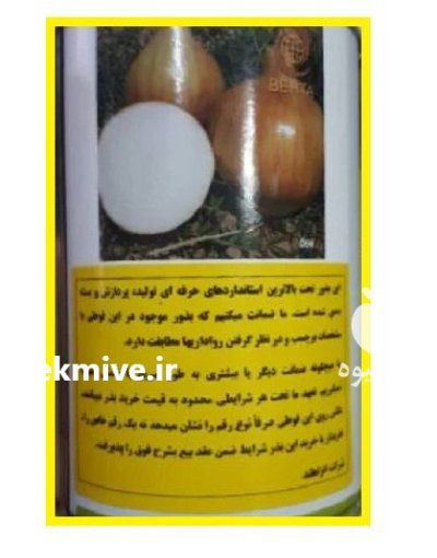 فروش بذر پیاز انزازادن چلسی هلند در اهواز در گروه خرید و فروش بذر پیاز در یکمیوه -عکس2