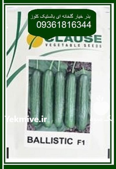 عرضه بذر خیار گلخانه ای بالستیک در اوز در گروه خرید و فروش بذر خیار در یکمیوه -عکس1